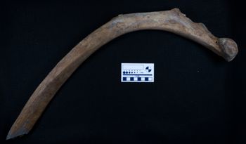 Media type: image;   Vertebrate Paleontology VPM-15735 Description: Photograph of a lateral view of the rib of MCZ VPM-15753, Mammuthus primigenius.;